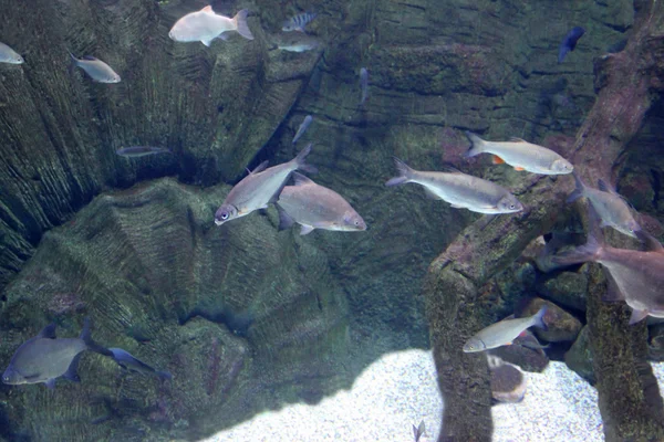 Fische unter Wasser vor steinigem Hintergrund — Stockfoto