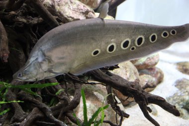 Benekli (Palyaço) knifefish su altında