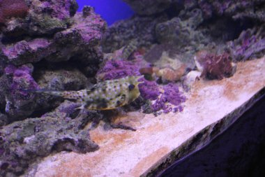 Longhorn Cowfish sualtı