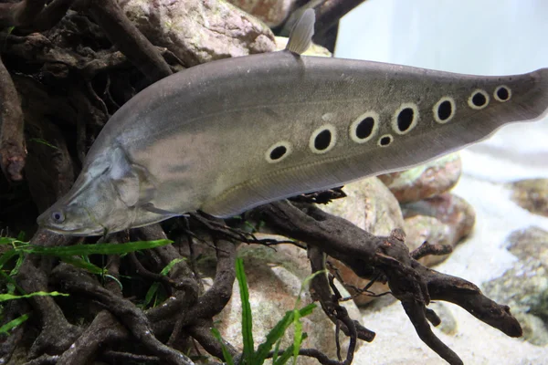 Knifefish manchado (palhaço) debaixo d'água — Fotografia de Stock