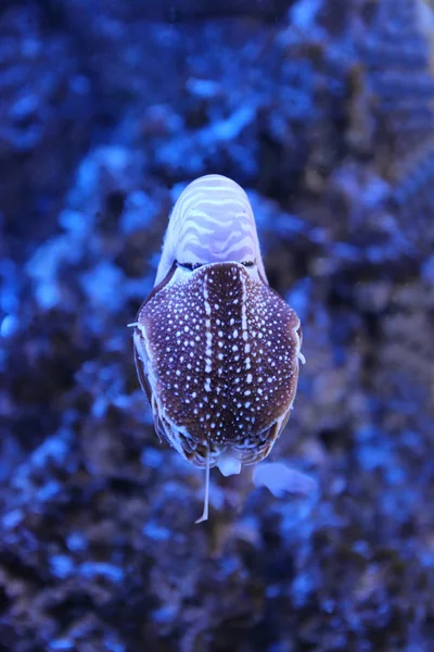 Nautilus pompilius sott'acqua — Foto Stock