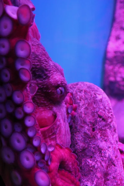 Hiding octopus underwater