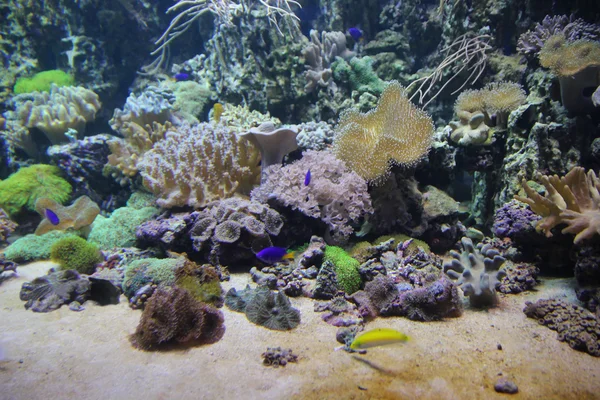 Кораловий риф під водою — стокове фото