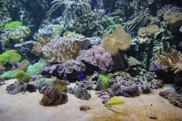 Arrecife de coral bajo el agua —  Fotos de Stock