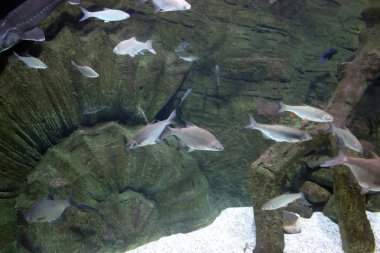 Taşlı arka planda balık bir sürü sualtı