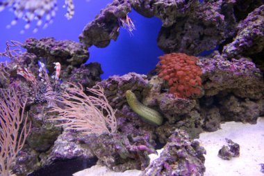 Moray yılan balığı sualtı