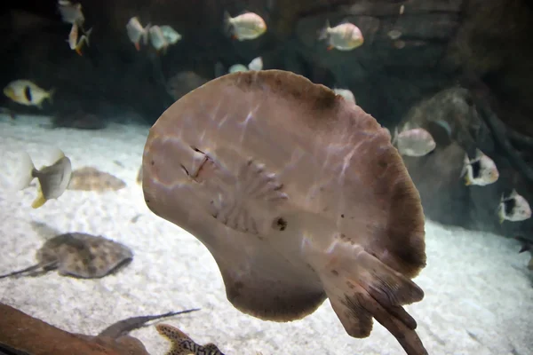 Stingray yüzü — Stok fotoğraf