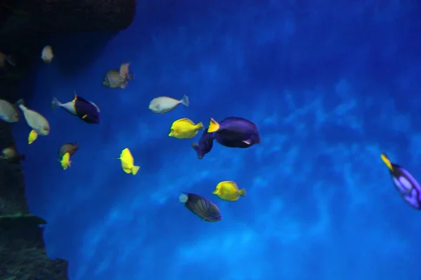 Surgeonfishes, also zebrasoma, underwater — Stock Photo, Image