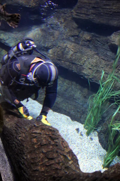 水族馆中的水肺潜水者 — 图库照片