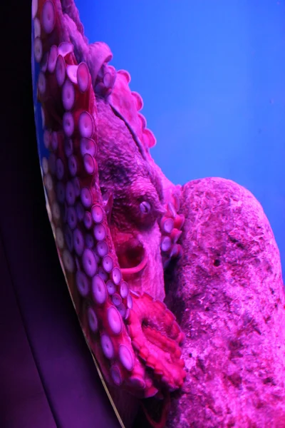 Oktopus versteckt sich im Aquarium — Stockfoto