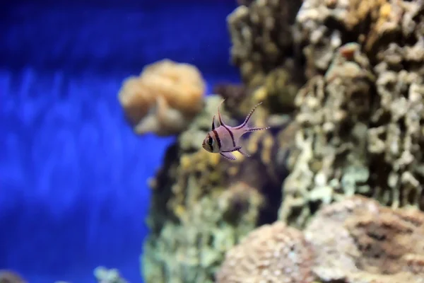 Strigocuscus cardinalfish onderwater — Stockfoto