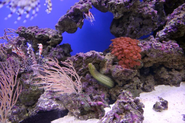 莫里鳗鱼水下 — 图库照片