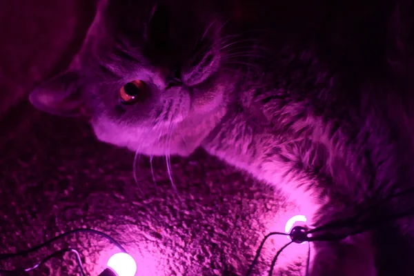 Иллюминированная кошка — стоковое фото