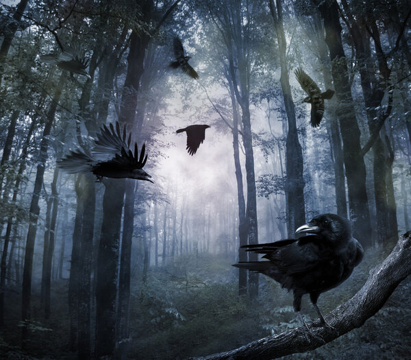 Black crows flying in the forest in the night