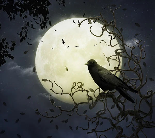 Corvo e lua — Fotografia de Stock