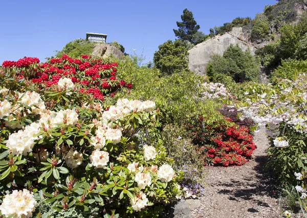 Tuin van rozen — Stockfoto