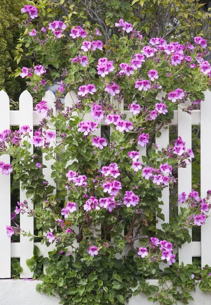 Tasmanian Flower Fence