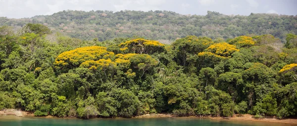 Panorama de la jungle du Panama — Photo