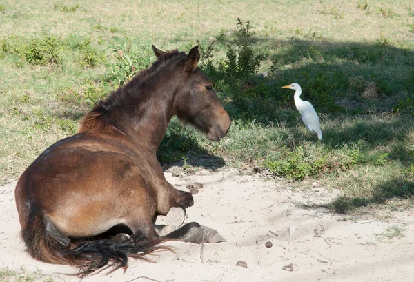 The foal and a heron family bird closely looking at each other (Grand Turk, Turks and Caicos Islands).