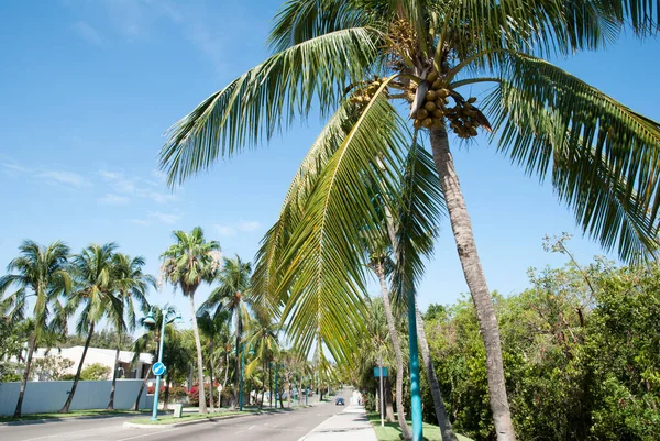 天堂岛大道景观 天堂岛的主要街道被棕榈环绕 巴哈马 — 图库照片
