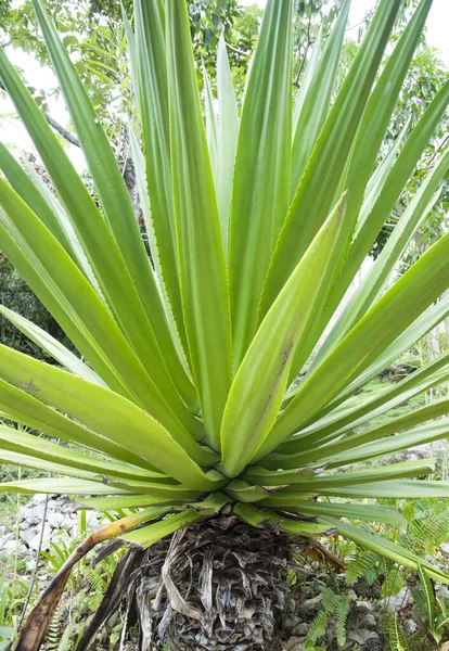 Úzký Pohled Tropickou Rostlinu Dlouhými Listy Jamajce — Stock fotografie