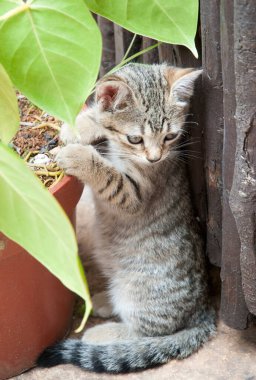 Çiçek saksısının yanında duran bir kedi yavrusunun yakın görüntüsü (Jamaika).