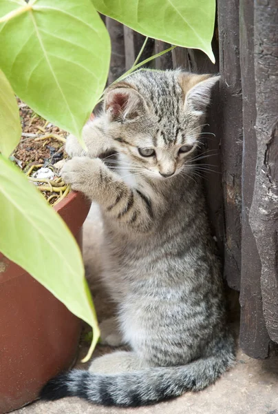 Close View Kitten Standing Flowerpot Jamaica — Stock Photo, Image