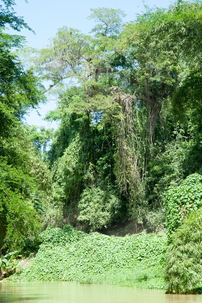 Widok Bujnej Tropikalnej Zieleni Wzdłuż Rzeki Martha Brae Jamajce — Zdjęcie stockowe
