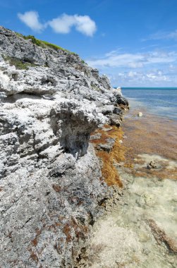 Büyük Türk adası sahilinde (Turks ve Caicos Adaları) aşınmış kayalık kıyı şeridi ve alglerle dolu sular).
