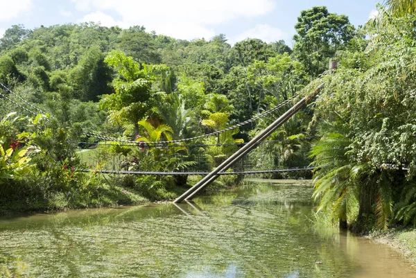 Weelderige Tropische Tuin Met Vijver Houten Brug Jamaica — Stockfoto