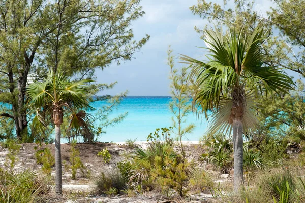 Pohled Pláž Moře Skrze Stromy Neobydleném Ostrově Half Moon Cay — Stock fotografie