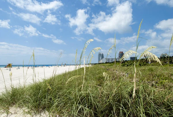 Paisaje Del Prado Una Playa Turística Miami South Beach Florida — Foto de Stock