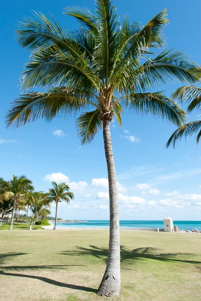 Palmeira Alta Praia Lucaya Freeport Grand Bahama Island — Fotografia de Stock