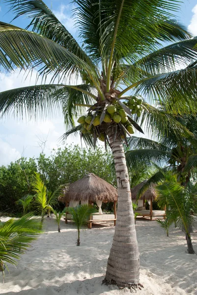 Mała Palma Masaż Pod Słomkowym Dachem Wyspie Cozumel Meksyk — Zdjęcie stockowe
