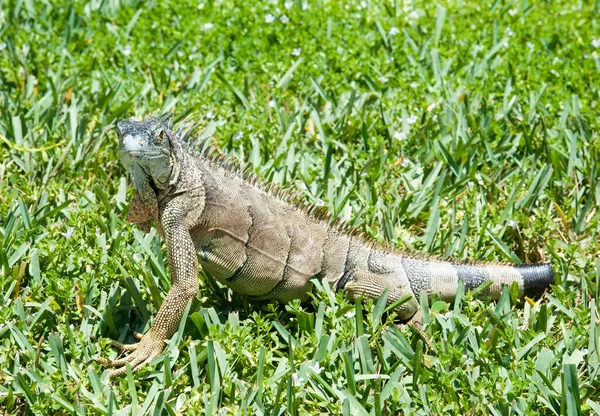 Közeli Kilátás Közepes Méretű Vad Iguána Grand Cayman Szigeten Kajmán — Stock Fotó