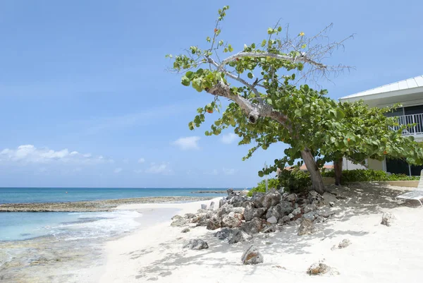 Boom Leunend Grand Cayman Eiland Seven Mile Beach Kaaimaneilanden — Stockfoto