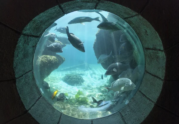 Shape Window Aquarium Curious Fish Nassau Bahamas — Stock Photo, Image