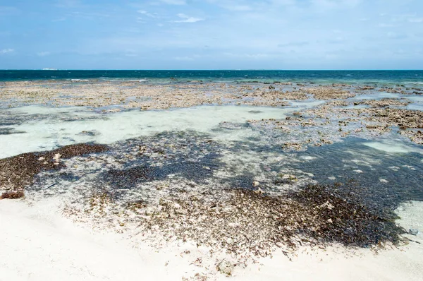 Rocky Wild Beach Full Algae Grand Turk Island Turks Caicos — Stock Photo, Image