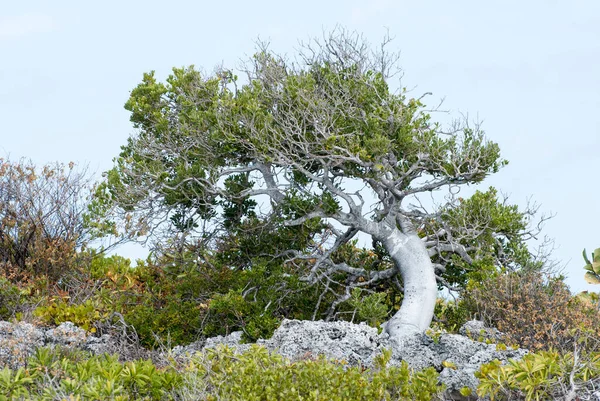 Leaning Small Tree Growing Rock Grand Turk Island Turks Caicos — Stock Photo, Image