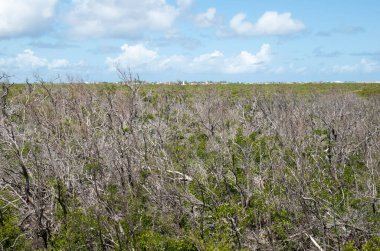 Büyük Türk adasında (Türkler ve Caicos Adaları) Cockburn Town 'un arka planda yer aldığı geniş vahşi tarlaların manzarası).