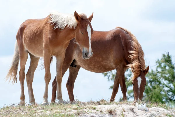 Close View Napping Horse Eating Horse Wilderness Grand Turk Island — Stock Photo, Image