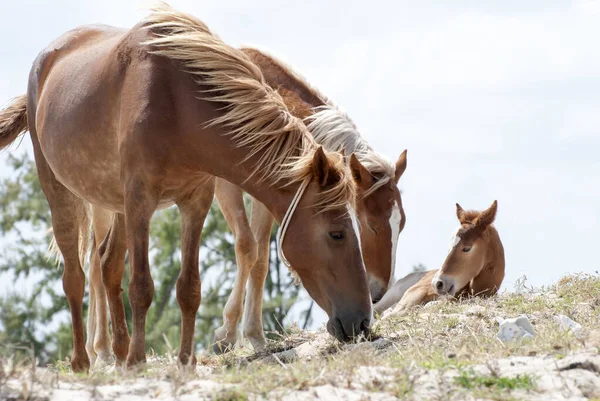 Close View Horses Foal Wilderness Grand Turk Island Turks Caicos — Stock Photo, Image
