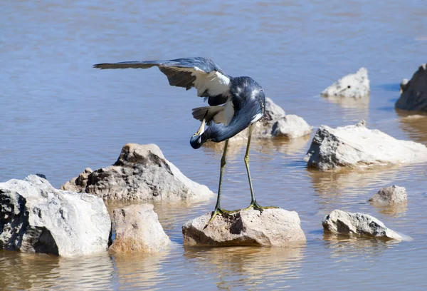 Groene Poot Kraanvogel Controleert Zijn Veren Een Lagune Grand Turk Stockfoto