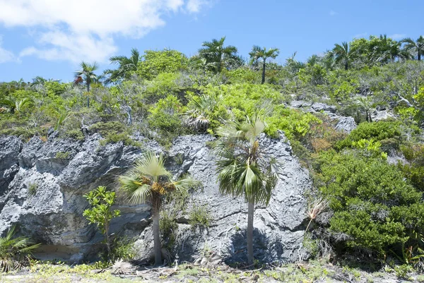 Tropikalna Przyroda Stromy Krajobraz Skalny Half Moon Cay Bahamy — Zdjęcie stockowe