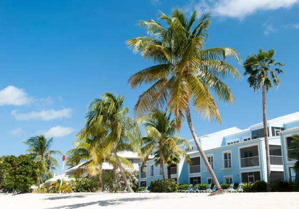 Opírající Palmy Seven Mile Beach Ostrově Grand Cayman Kajmanské Ostrovy — Stock fotografie