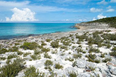 Half Moon Cay (Bahamalar) kıyı şeridi üzerinde yedek bitki örtüsü bulunan kayalık arazi).