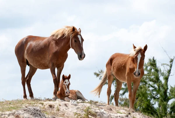 Family Horses Foal Wilderness Grand Turk Island Turks Caicos Islands — Stock Photo, Image