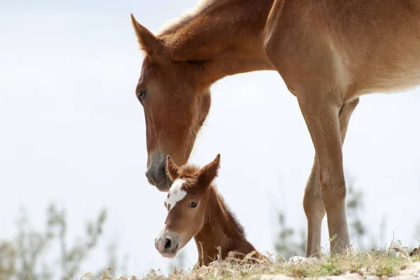 Close View Mother Horse Foal Grand Turk Island Turks Caicos — Stock Photo, Image