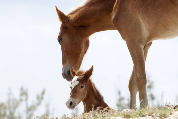 Vue Rapprochée Une Mère Cheval Avec Poulain Sur Île Grand Images De Stock Libres De Droits