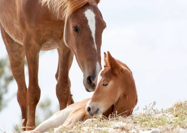 Close View Foal Together Mother Horse Grand Turk Island Turks — Stock Photo, Image